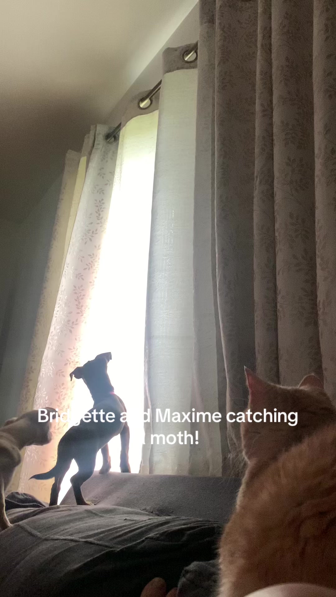 @lovinglifewithpuppies🐾🇨🇦🐾
