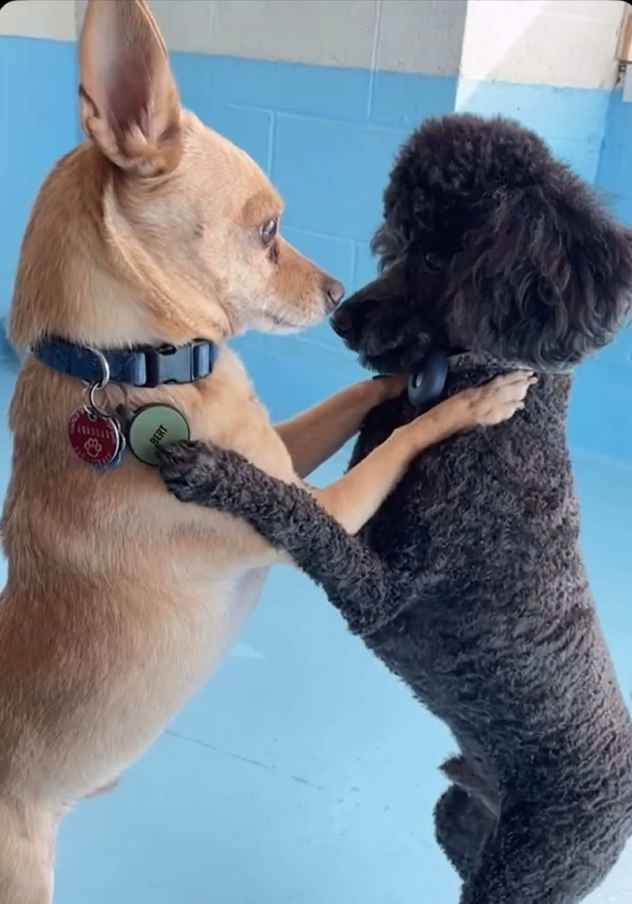 @Biscuits & Bath | Dog Retreat
