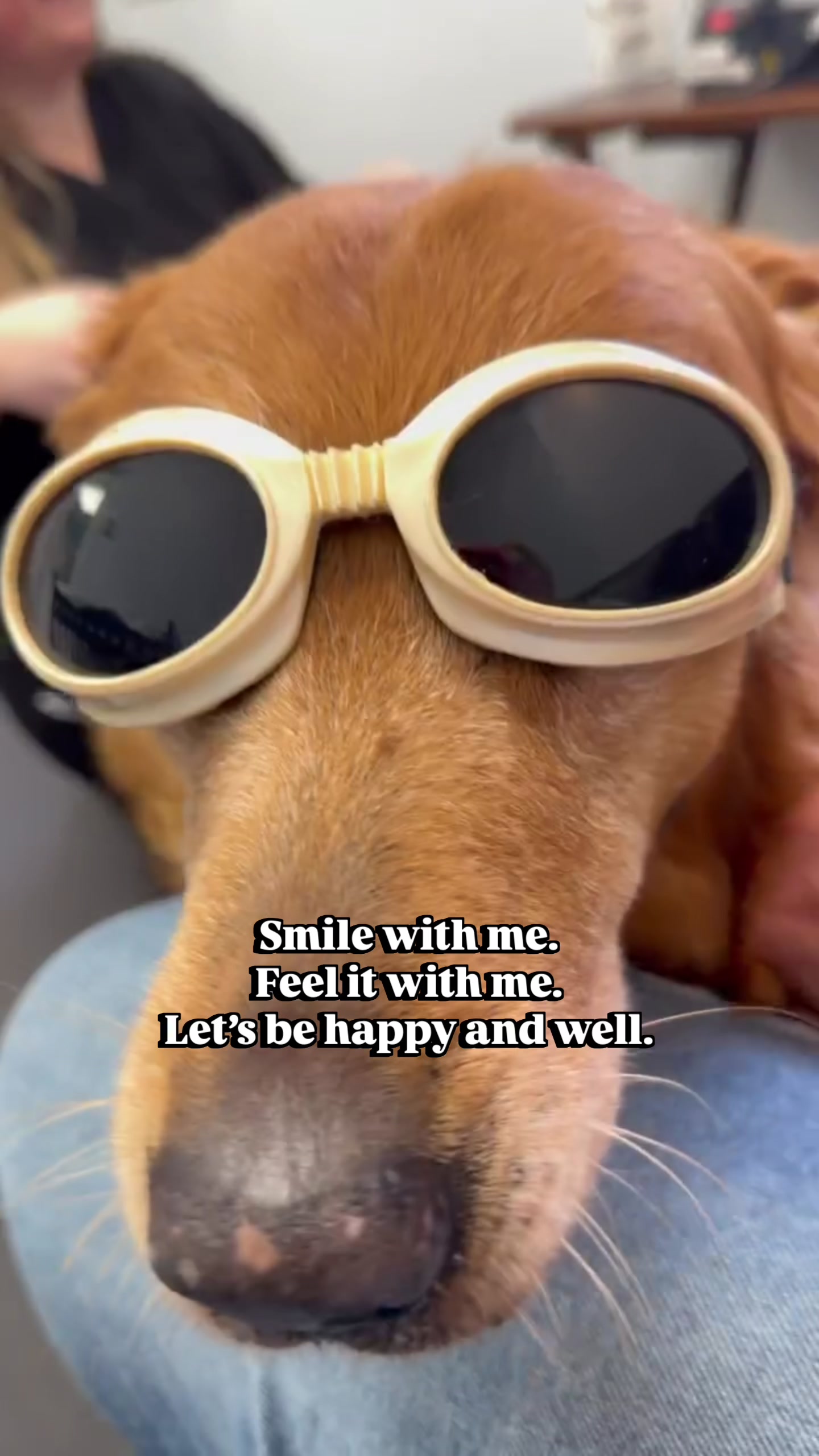 @DogMomisms