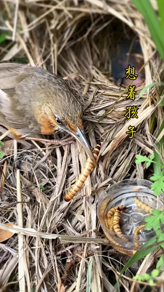 @gyfhvavmjg7
