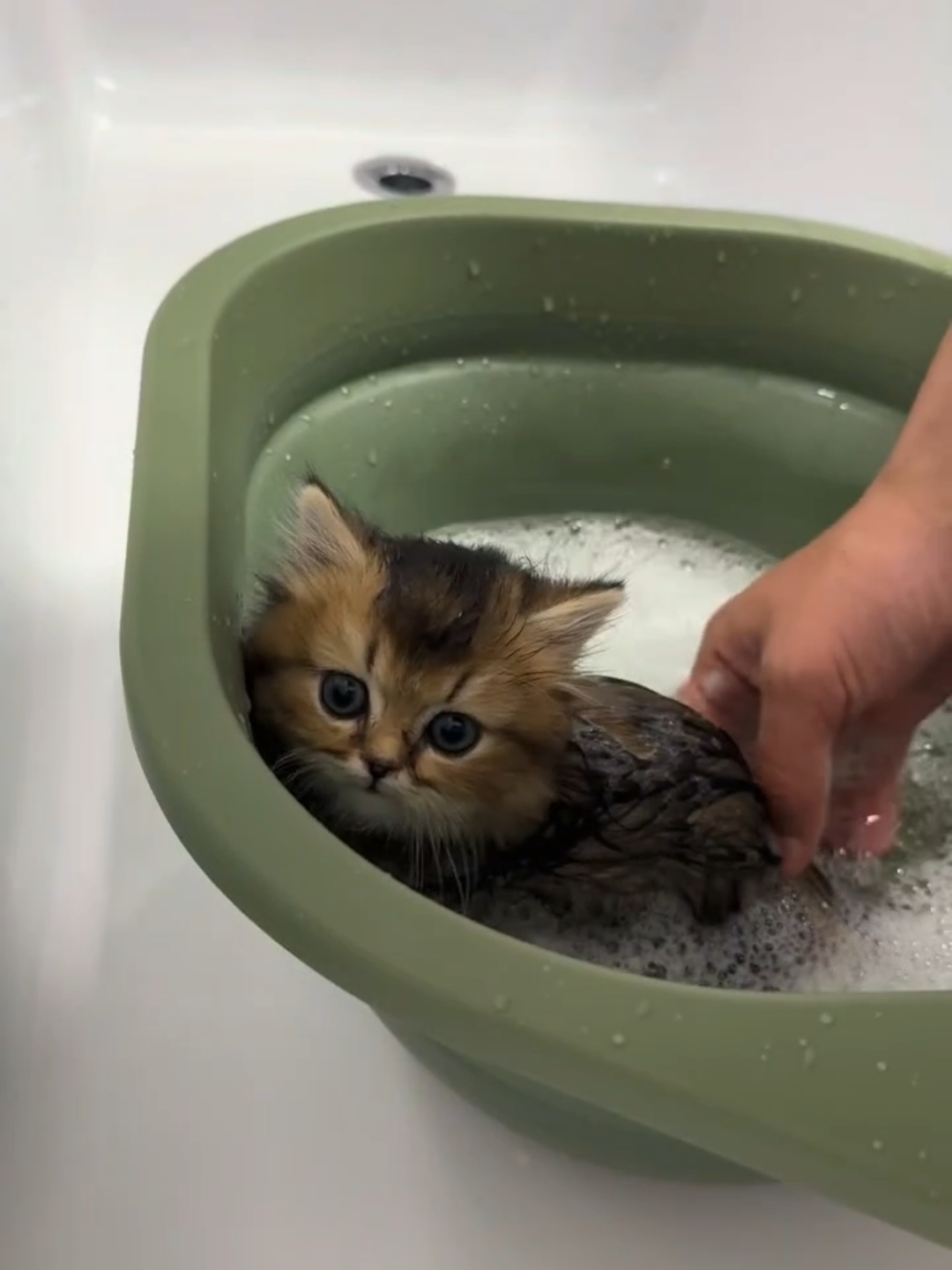 @Chonky World Of Cats