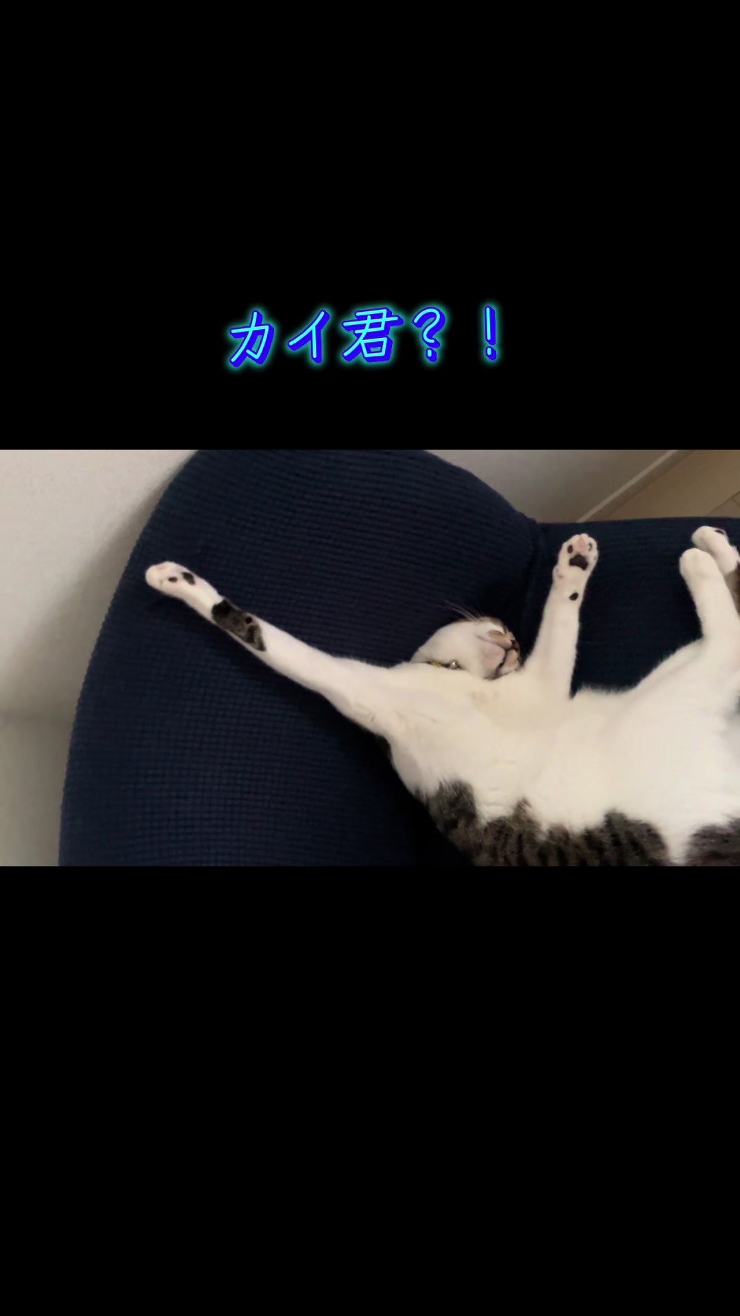 @ねこまみれ
