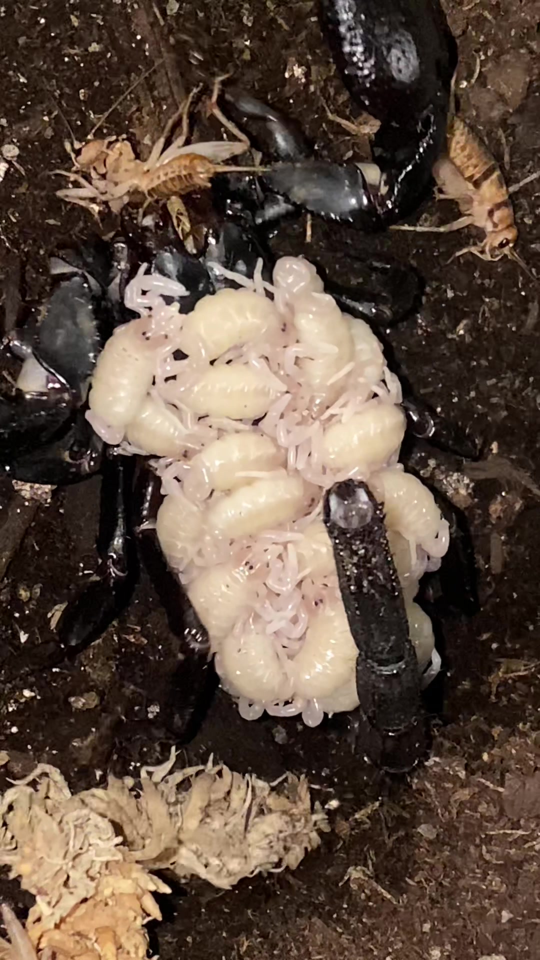 @vidaexotic_tarantulas