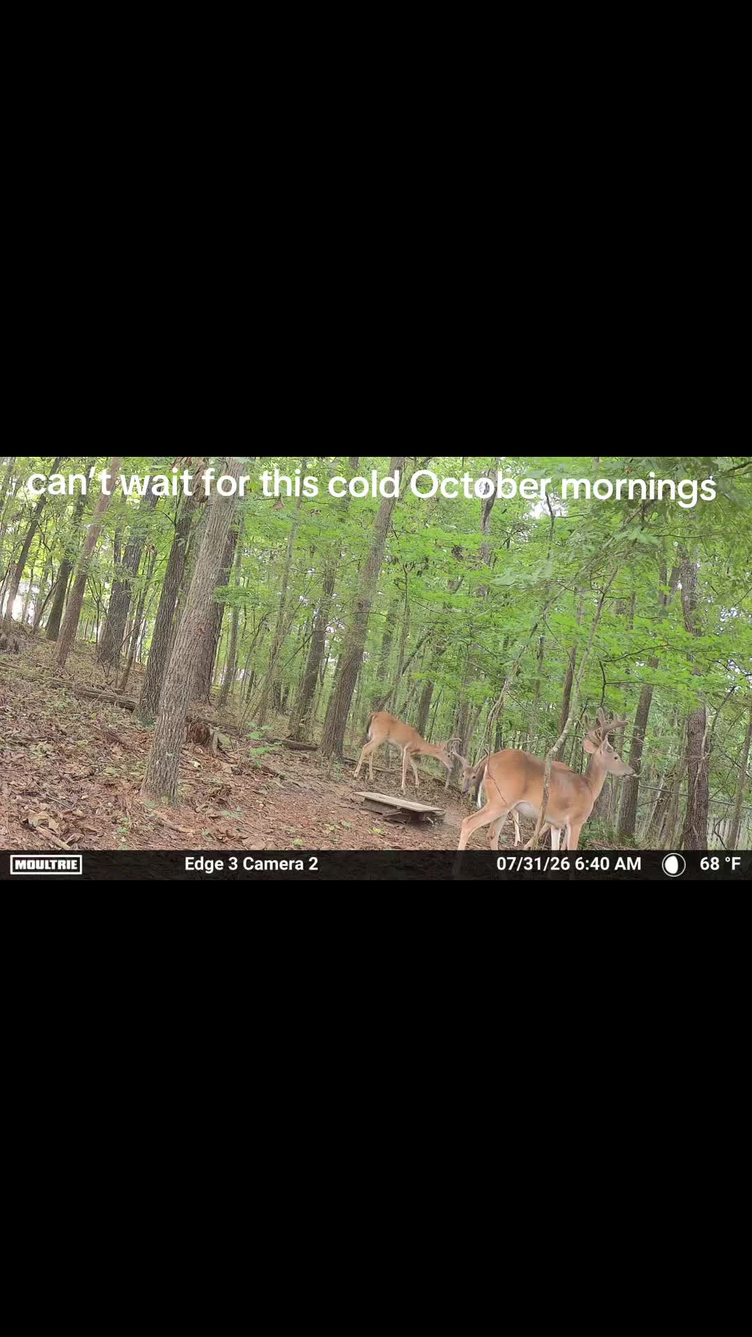 @Maverick🦅🦌🇺🇸