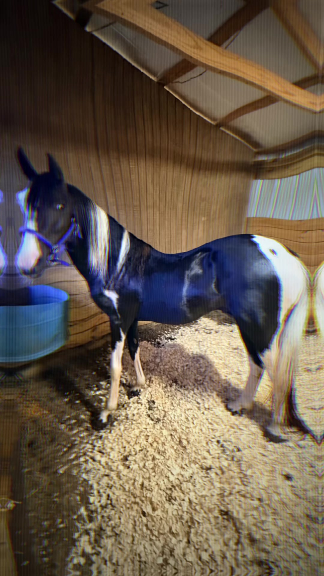 @Libby🐾❤️🐴