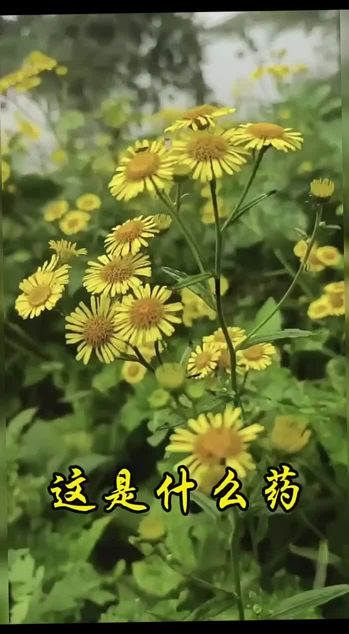@gaib0009