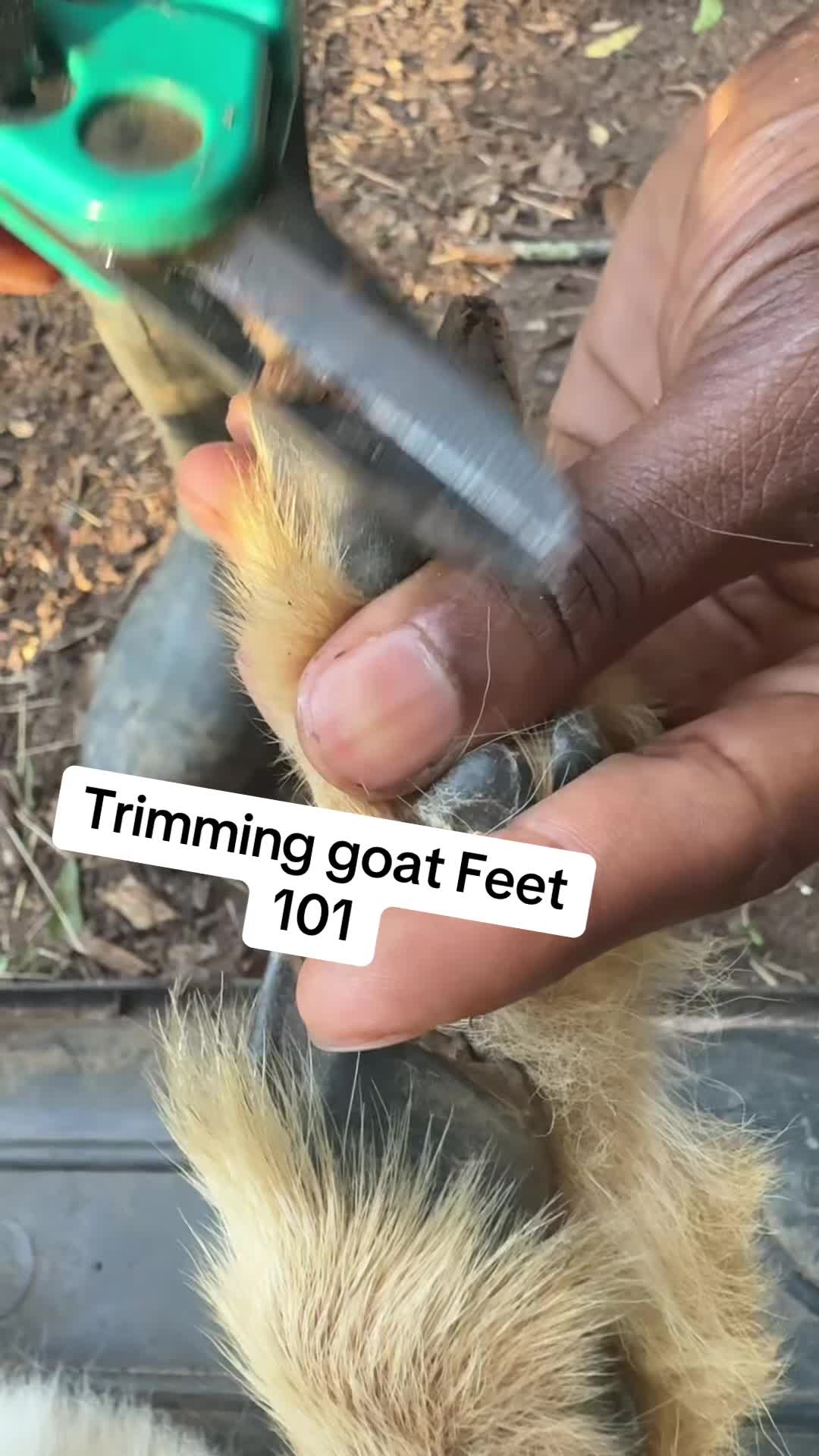 @RastaKountryDream