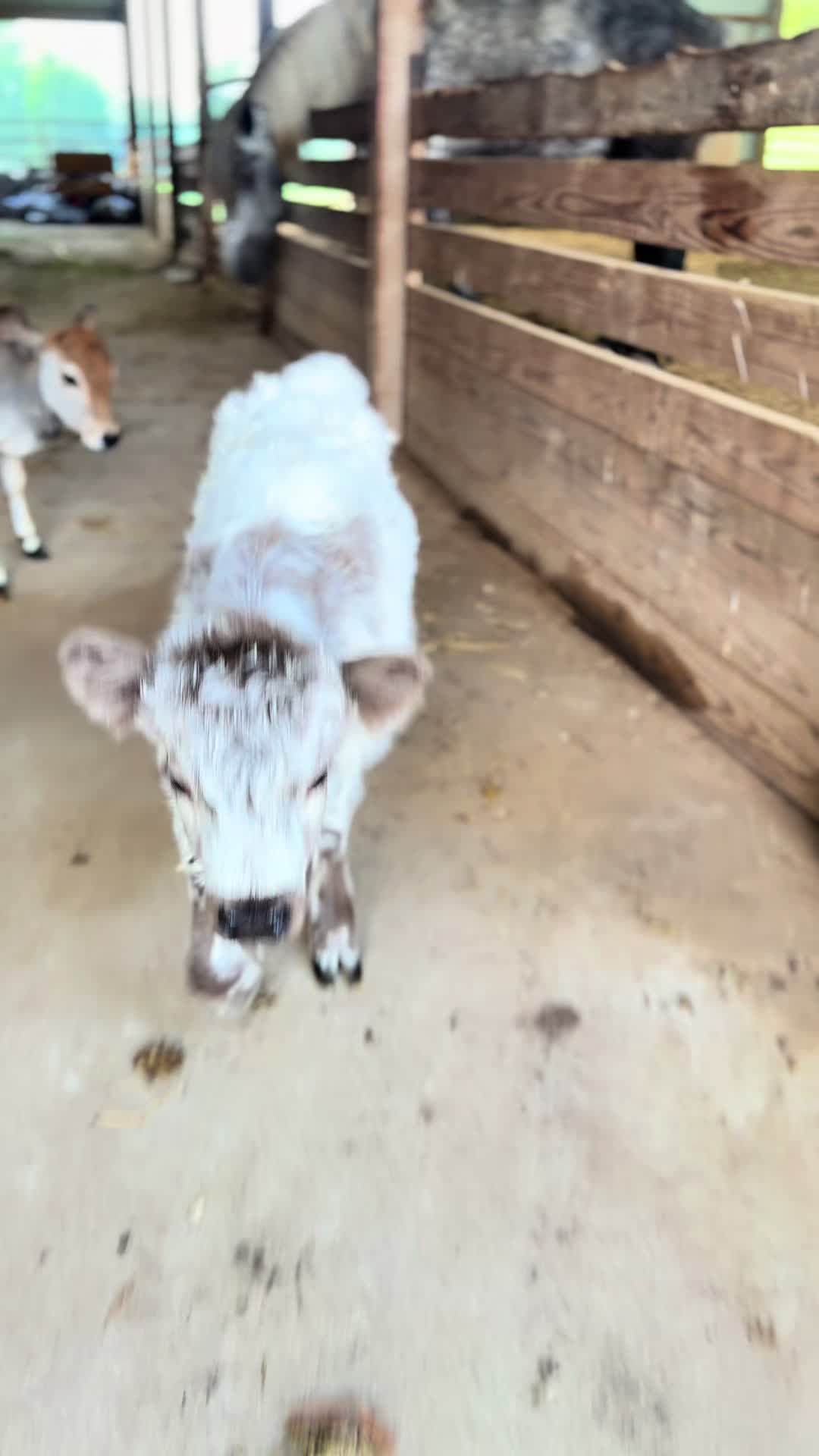 @Lucky D Ranch 🍀
