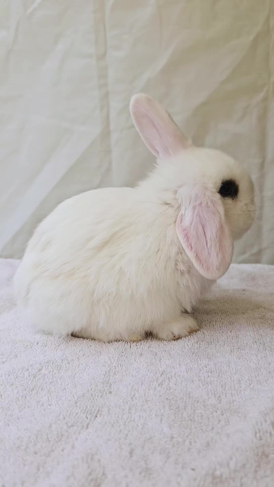@Darling Rabbitry