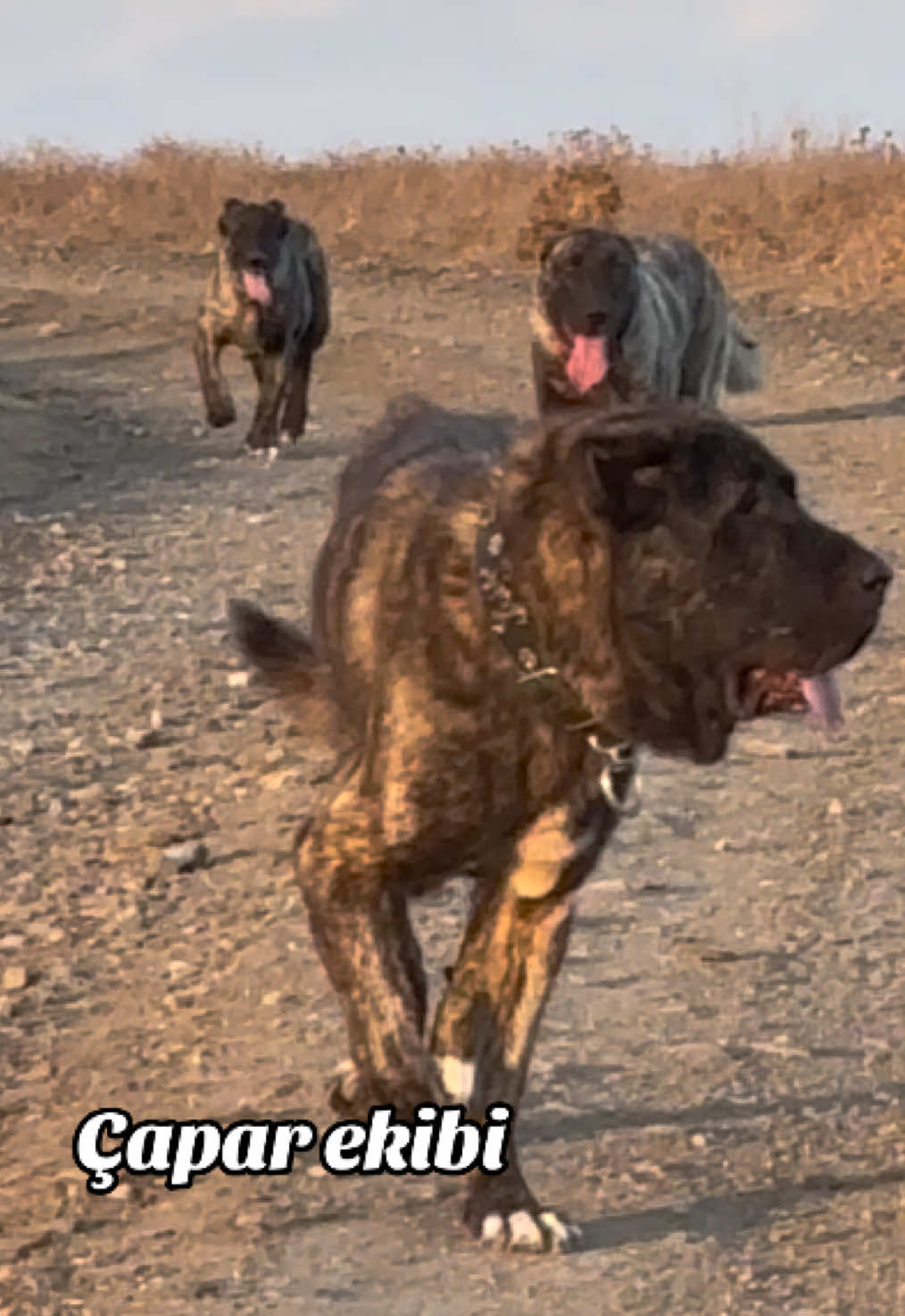 @💥K&ouml;rpe Kennels💥