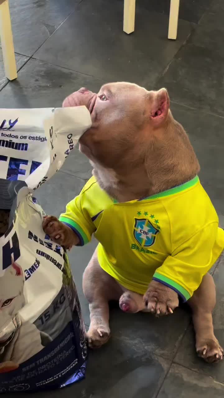 @Bully Brasil
