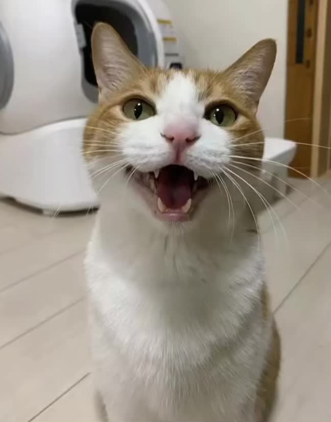 @猫のはっさく