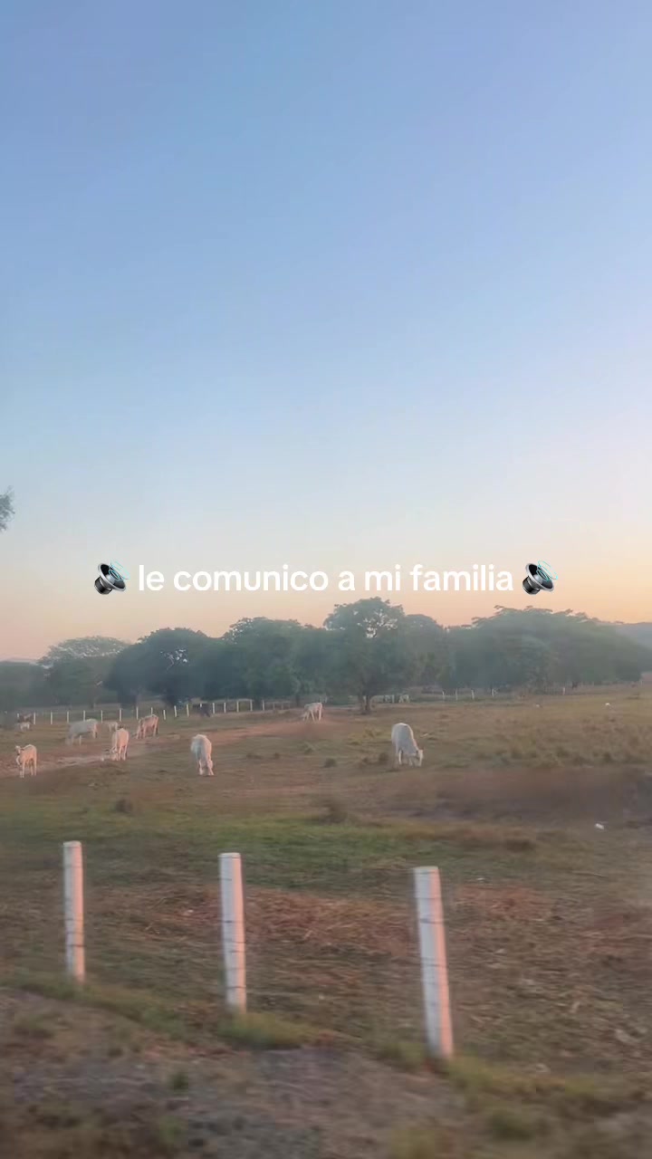 @amellaly