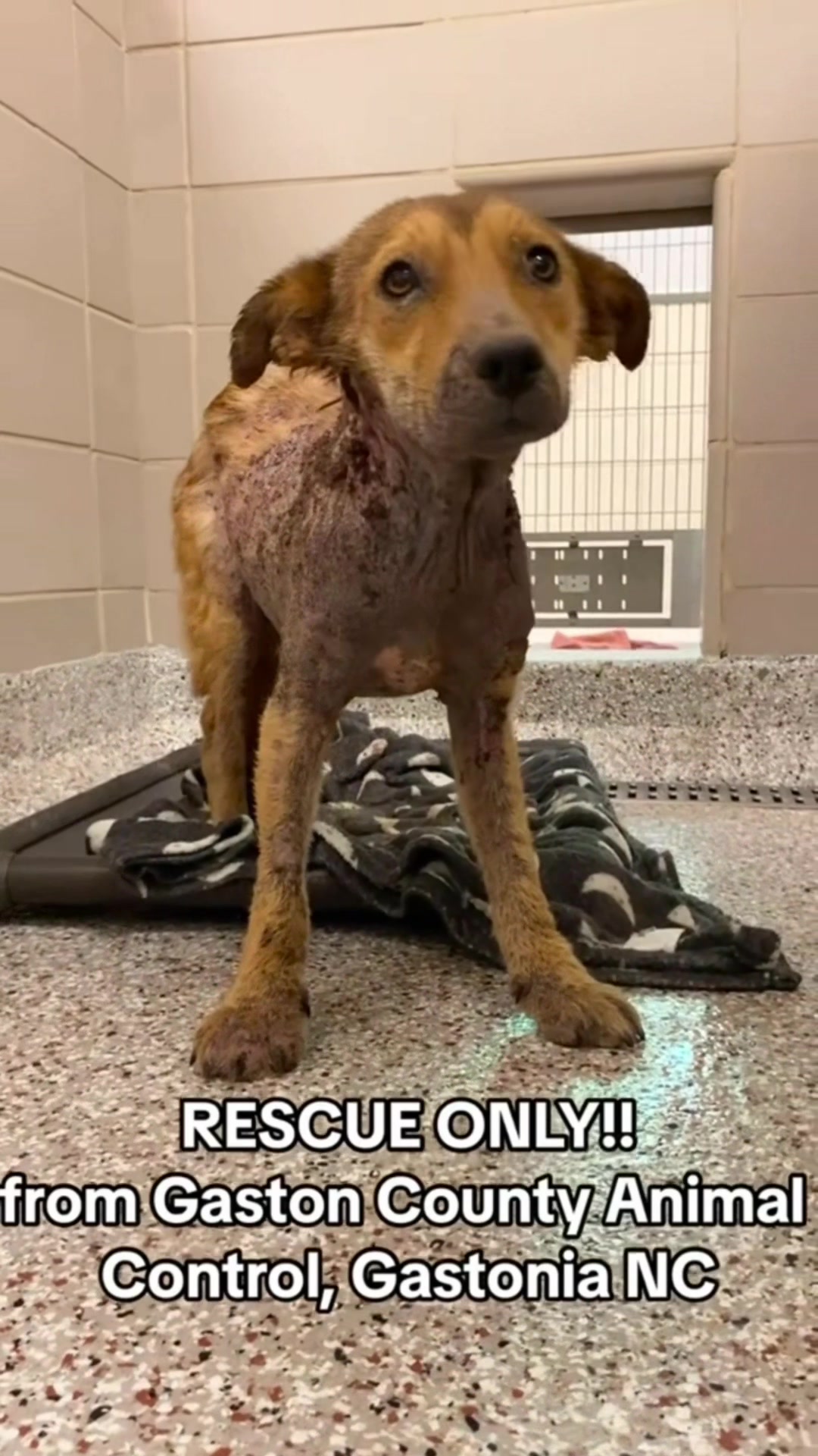 @Happy Tails Rescue, Inc.