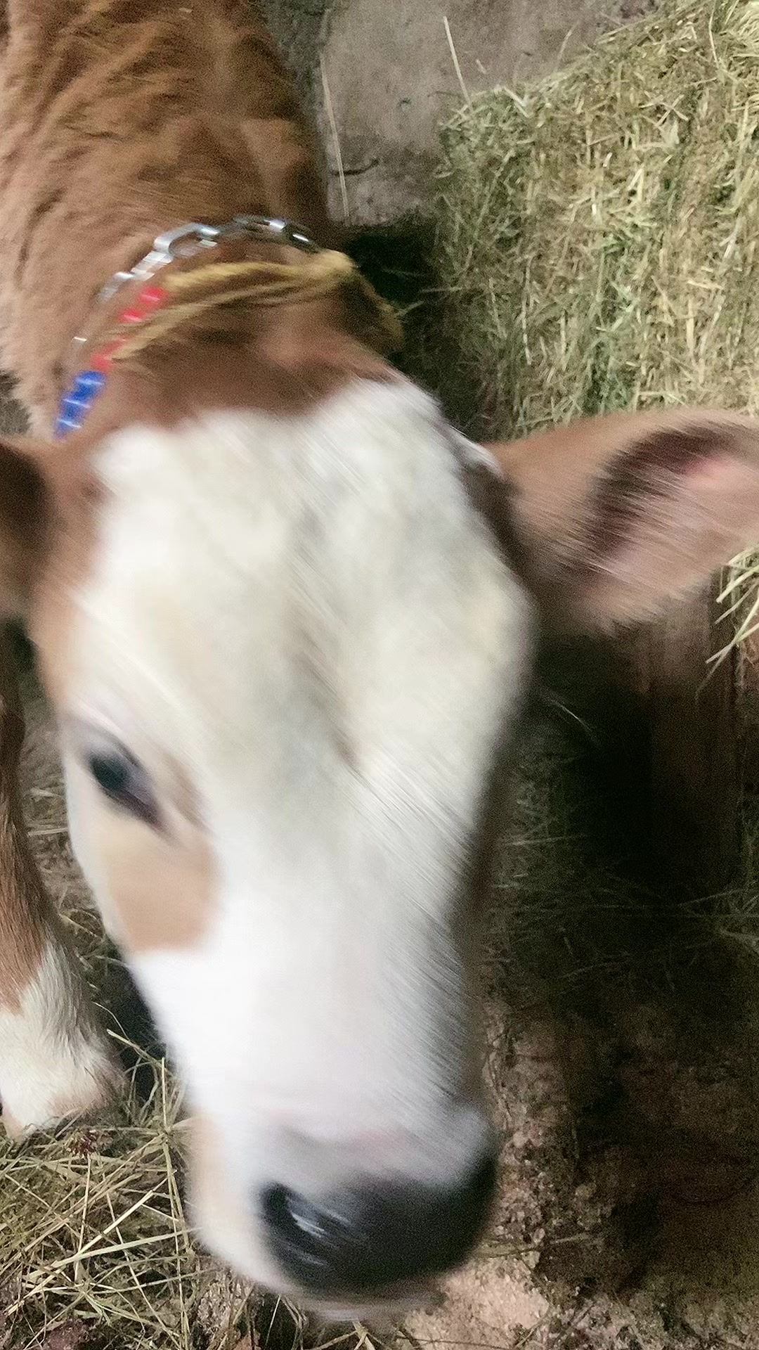 @☘️👒