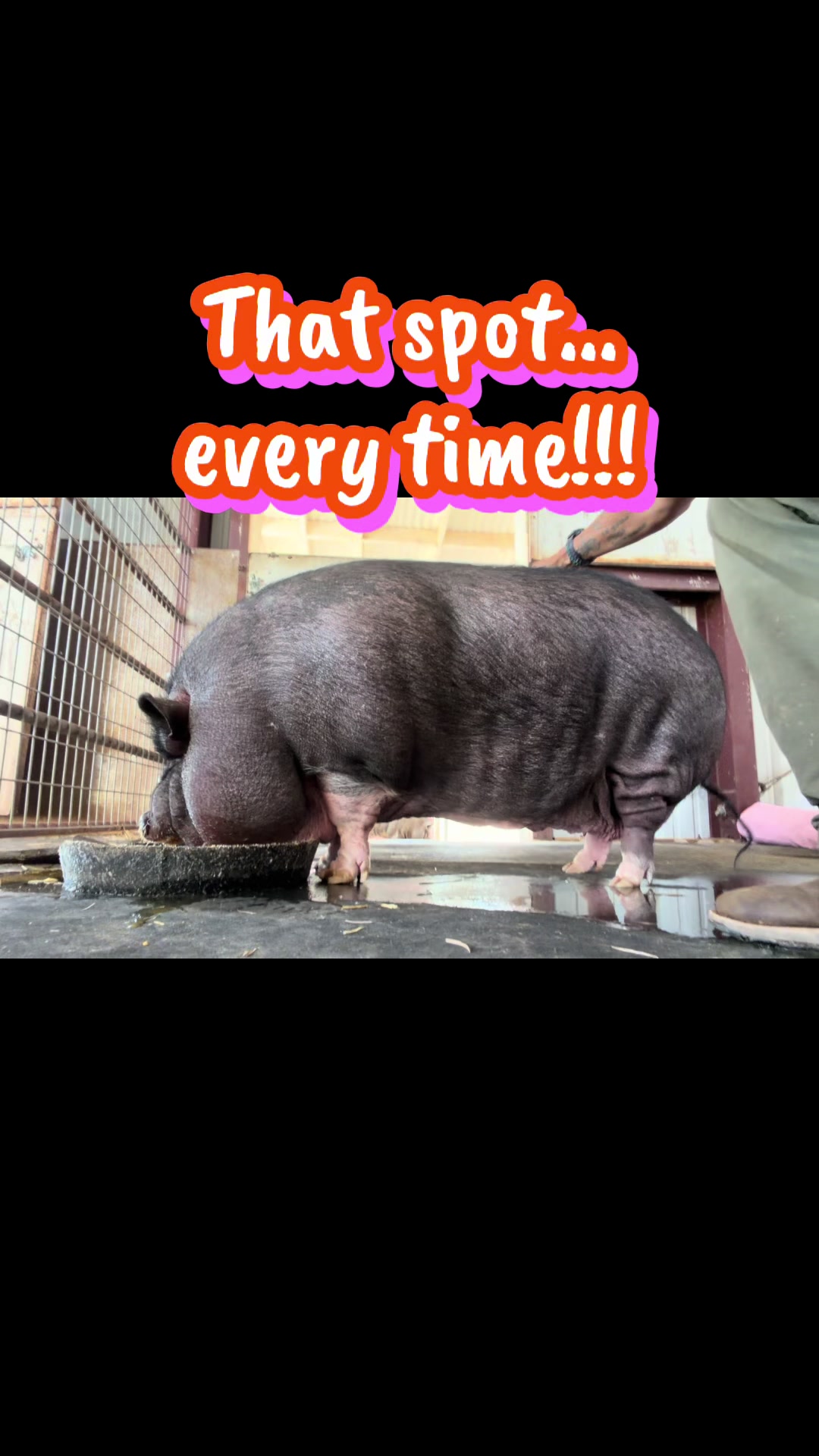 @Pig Luv Co