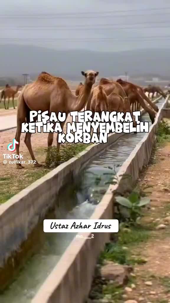@kamal mustafa