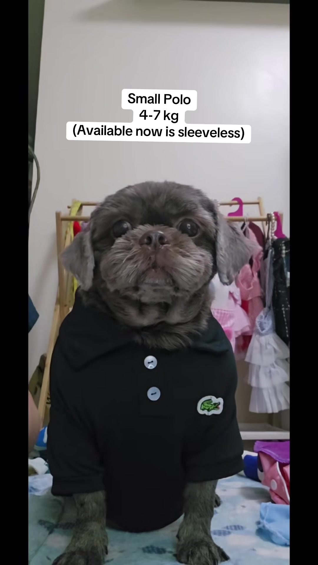 @Nella and Lucky the Shih🐶