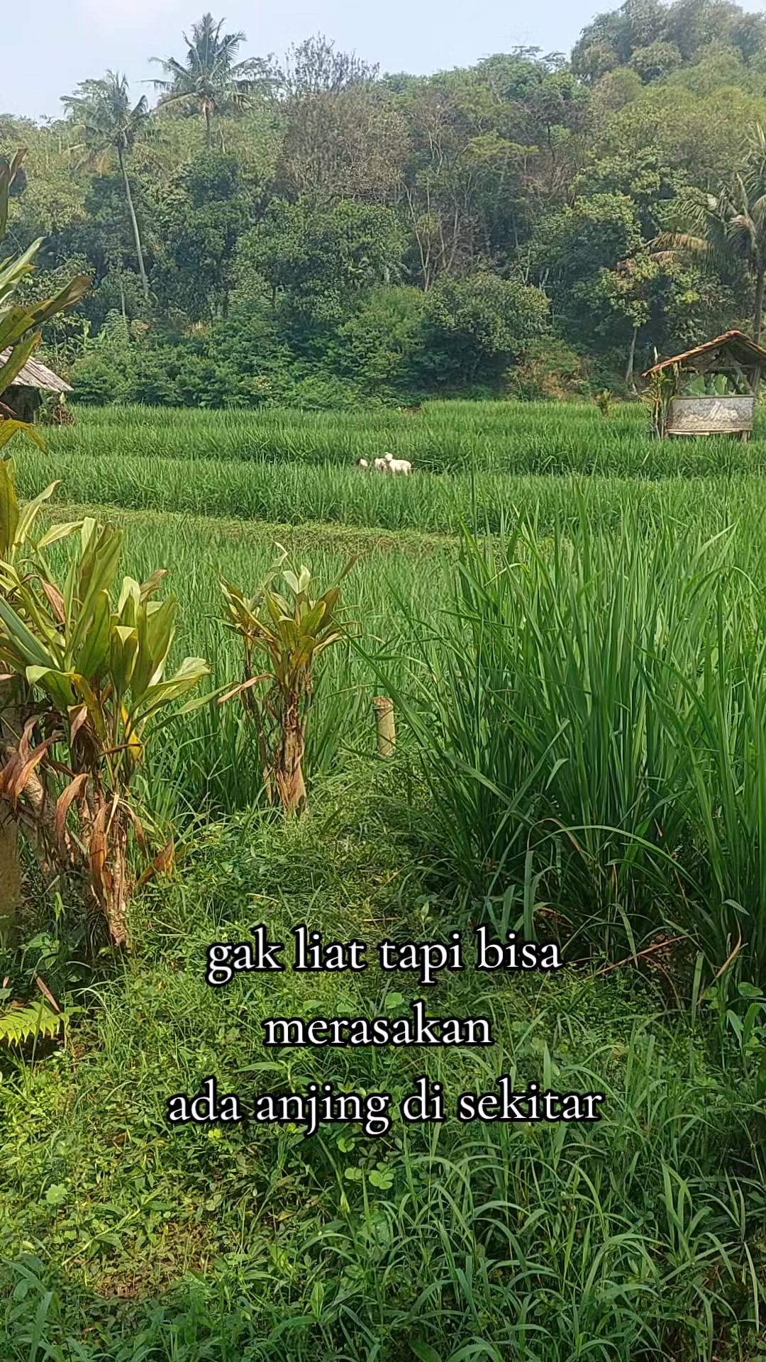 @Cileunyi Rabbit