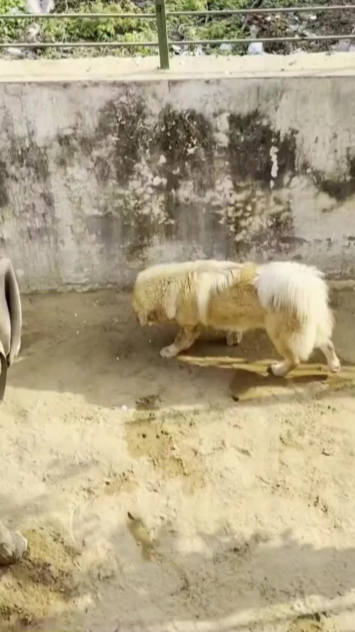 @Kashmiri_Bakrwal_Dog