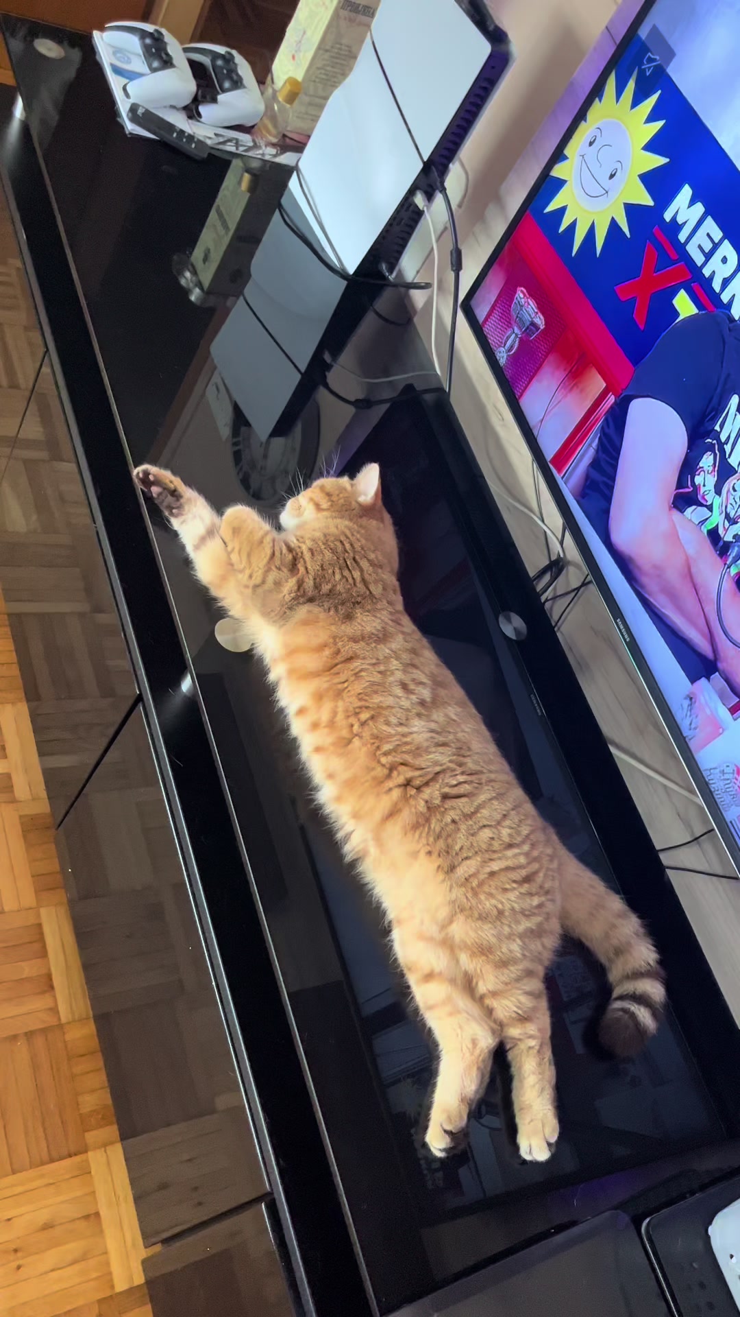 @British Cat Frendi 🐈