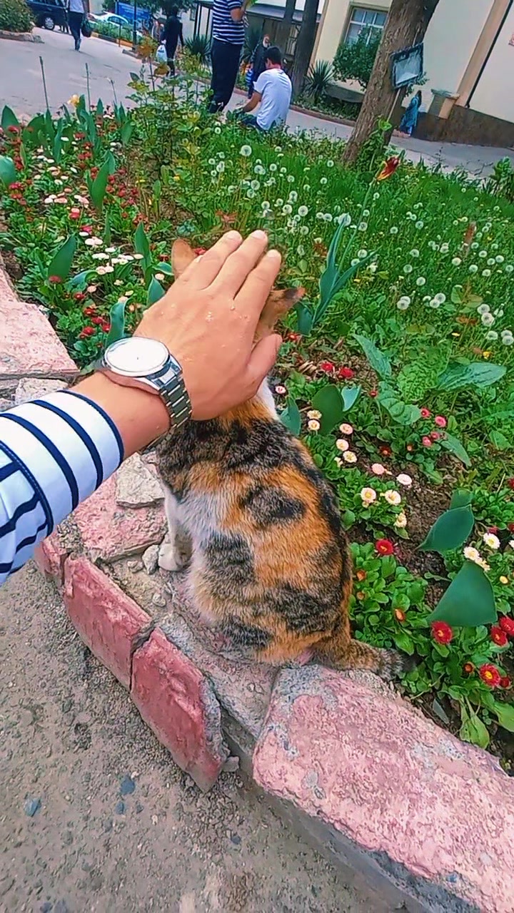 @tot_Tajik_oo3