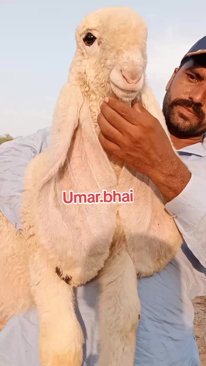 @Umar Farooq