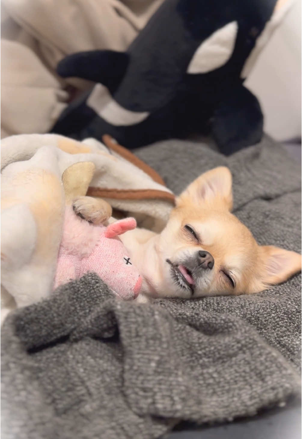 @きなこおぜん