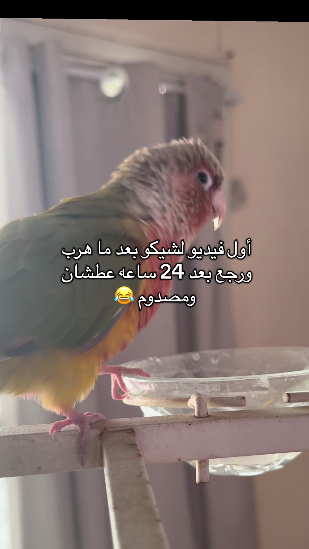 @🦜SOROR🦜