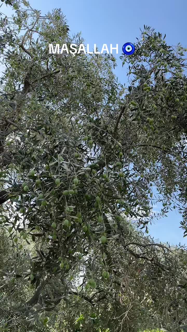 @Bariş Beşer