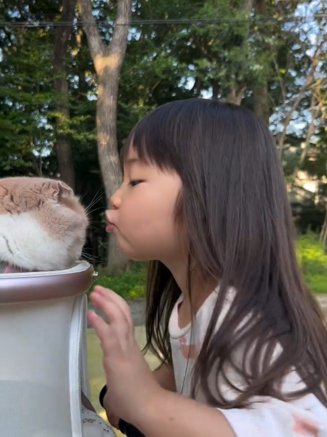 @Chonky World Of Cats