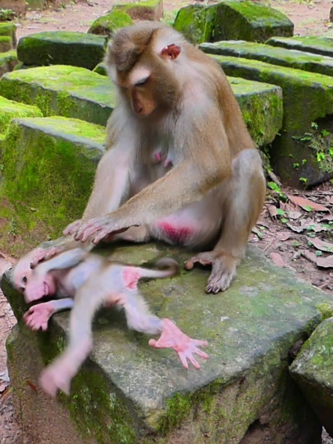 @Monkey Discovery