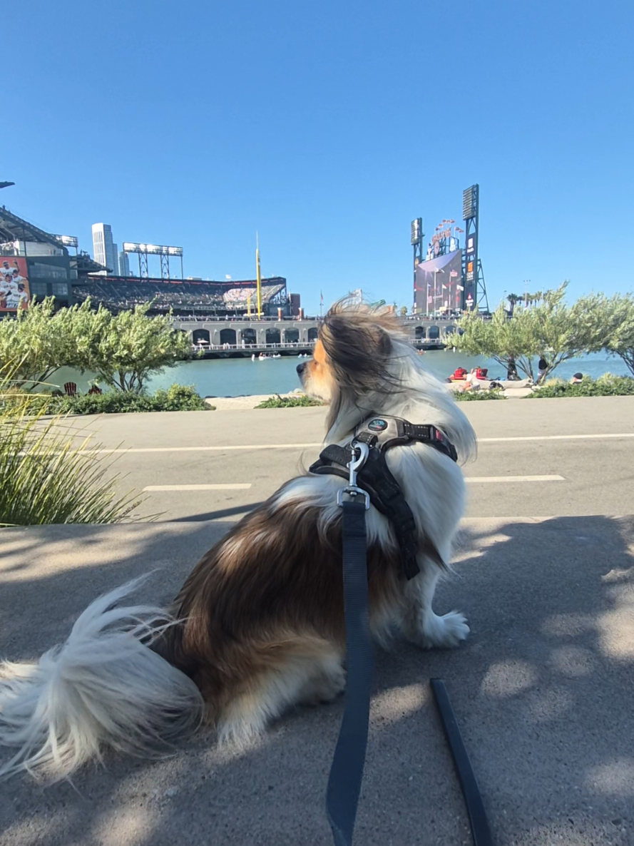 @dailydogquotes