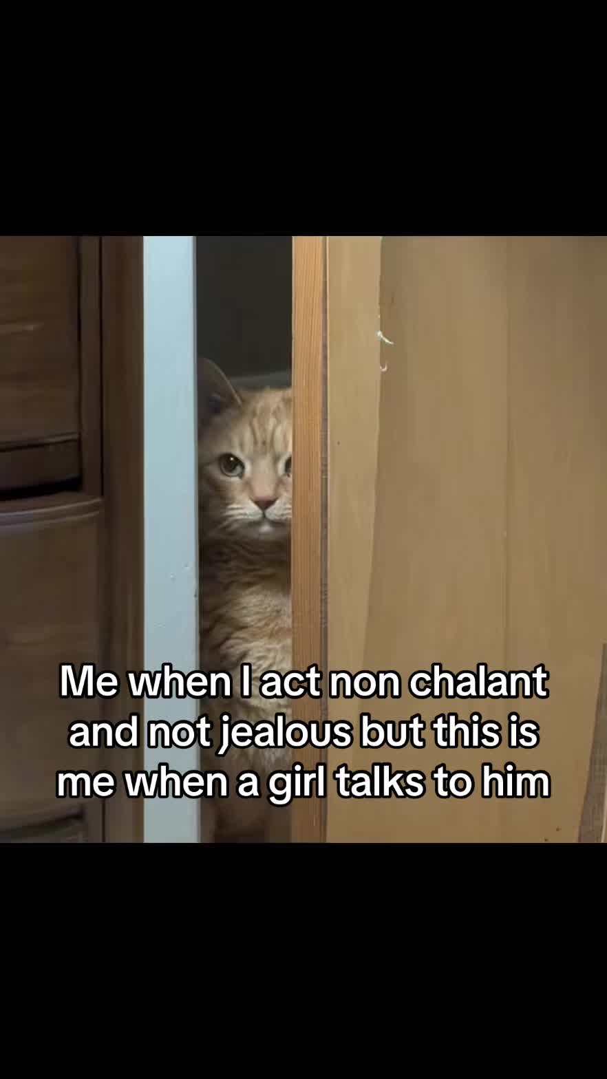 @LavanderCat