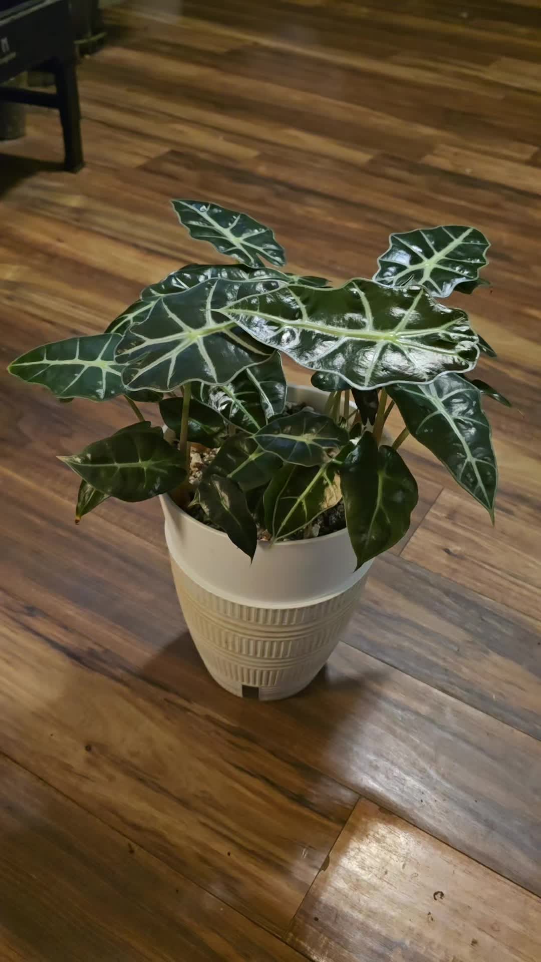 @JT - BigEGOPlants