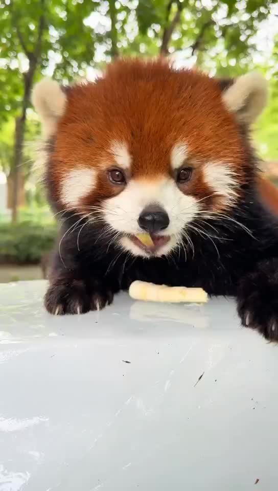 @littlepanda6487