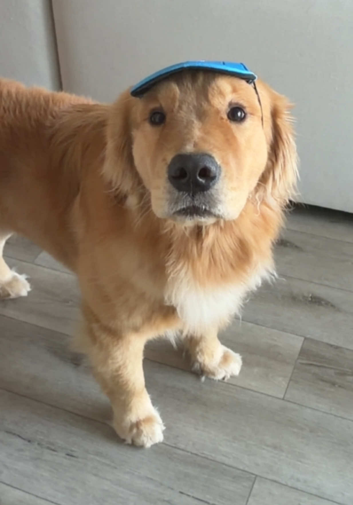 @Romeo the Retriever
