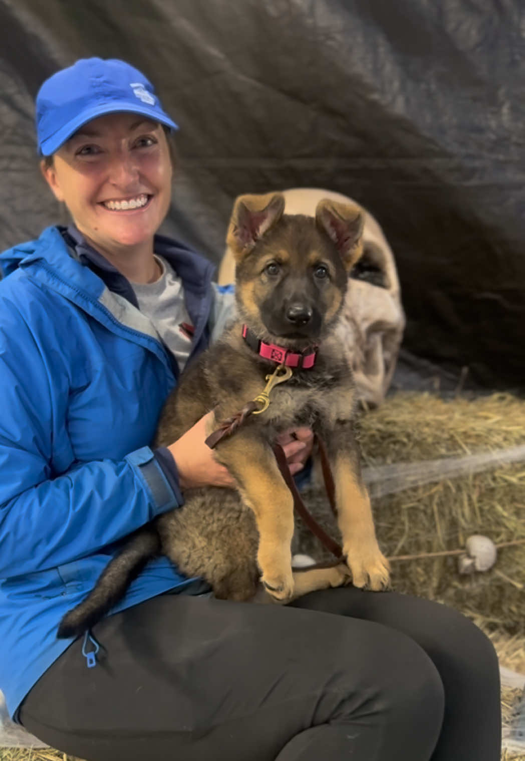 @Protection Dog Sales