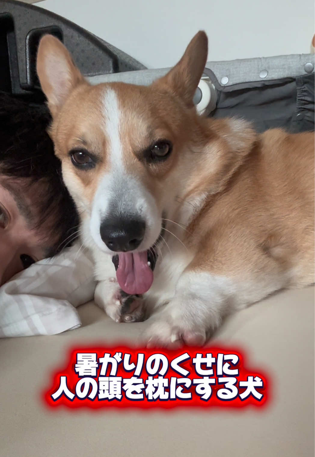 @トロン