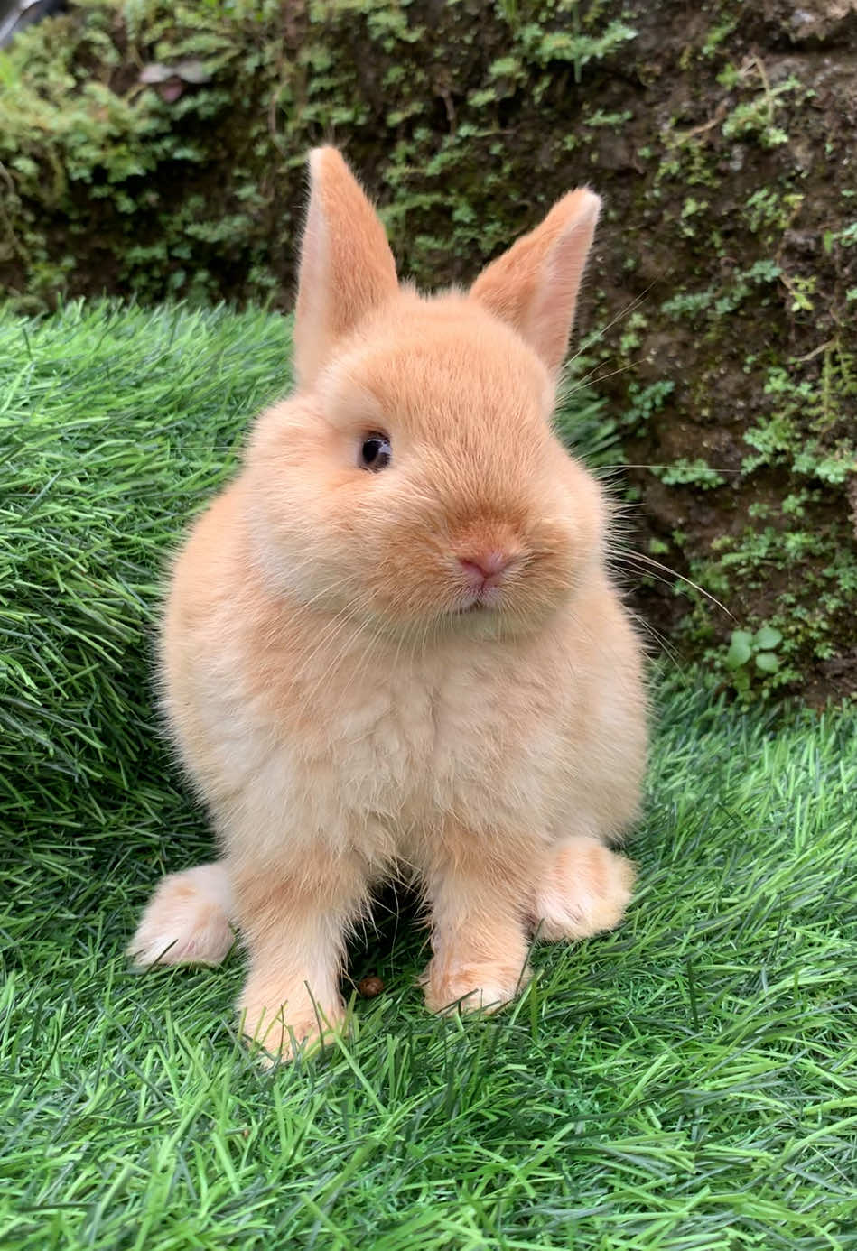 @chedyrabbit.jkt