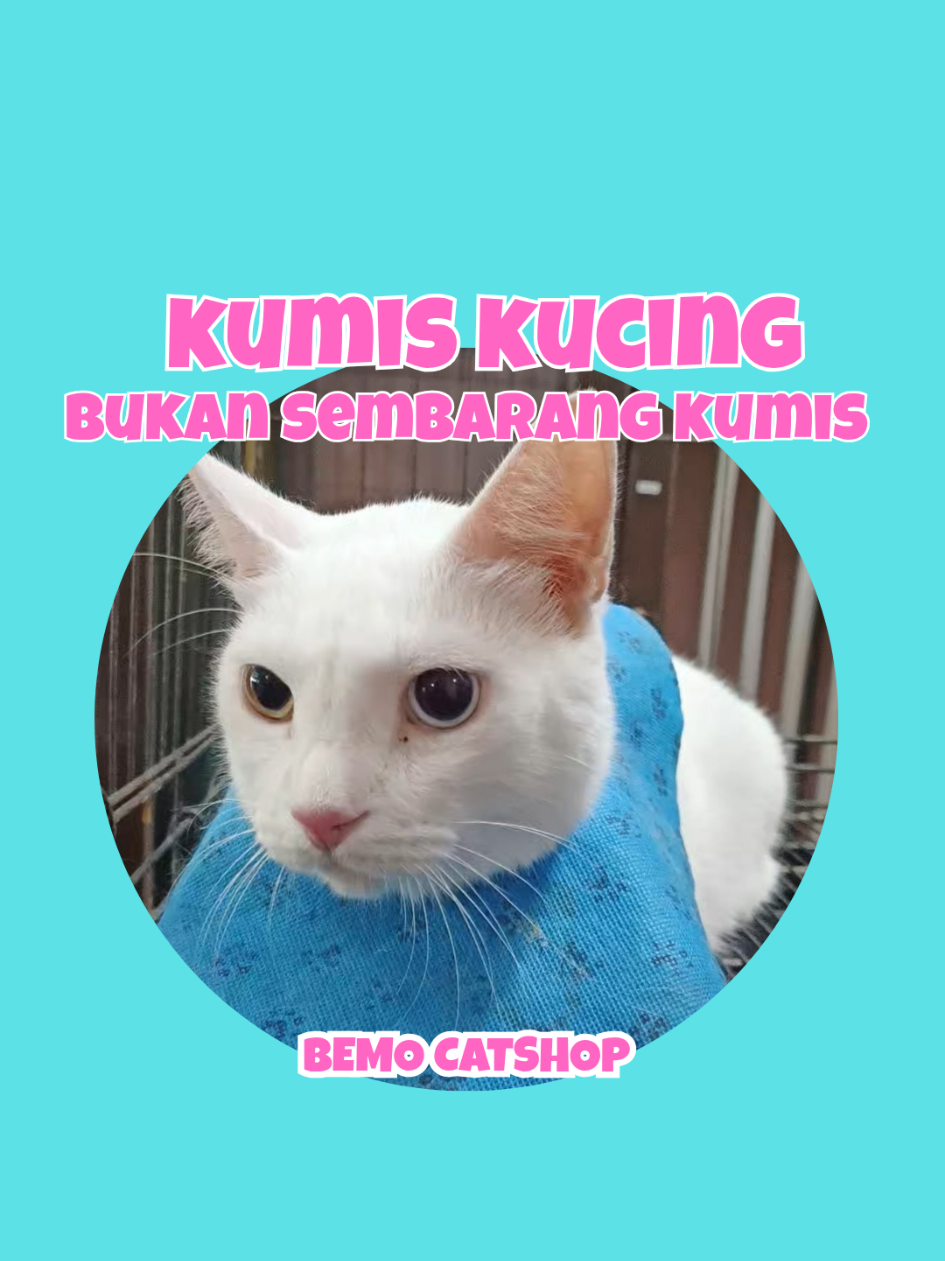 @Bemo Catshop