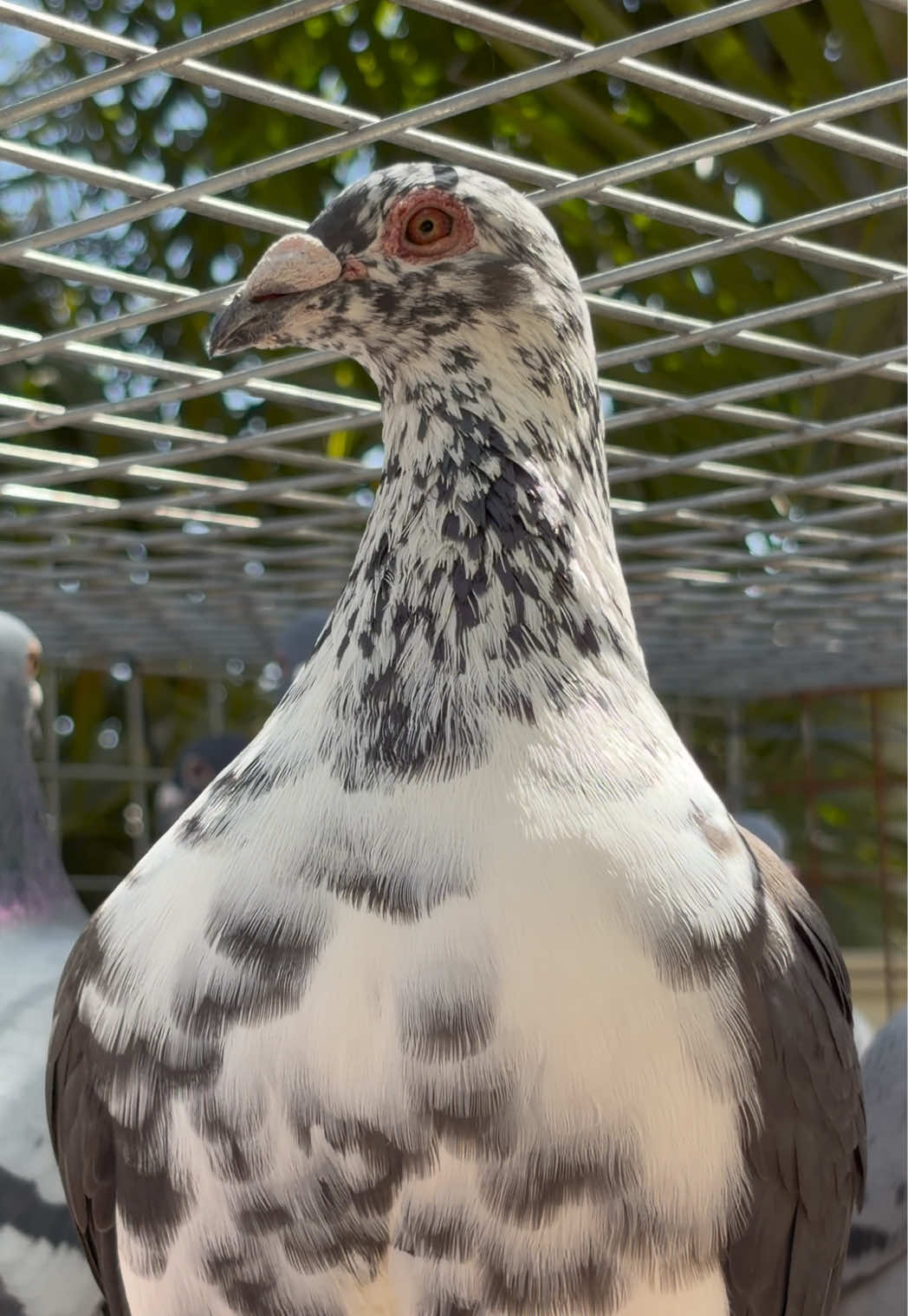 @pigeon.papii