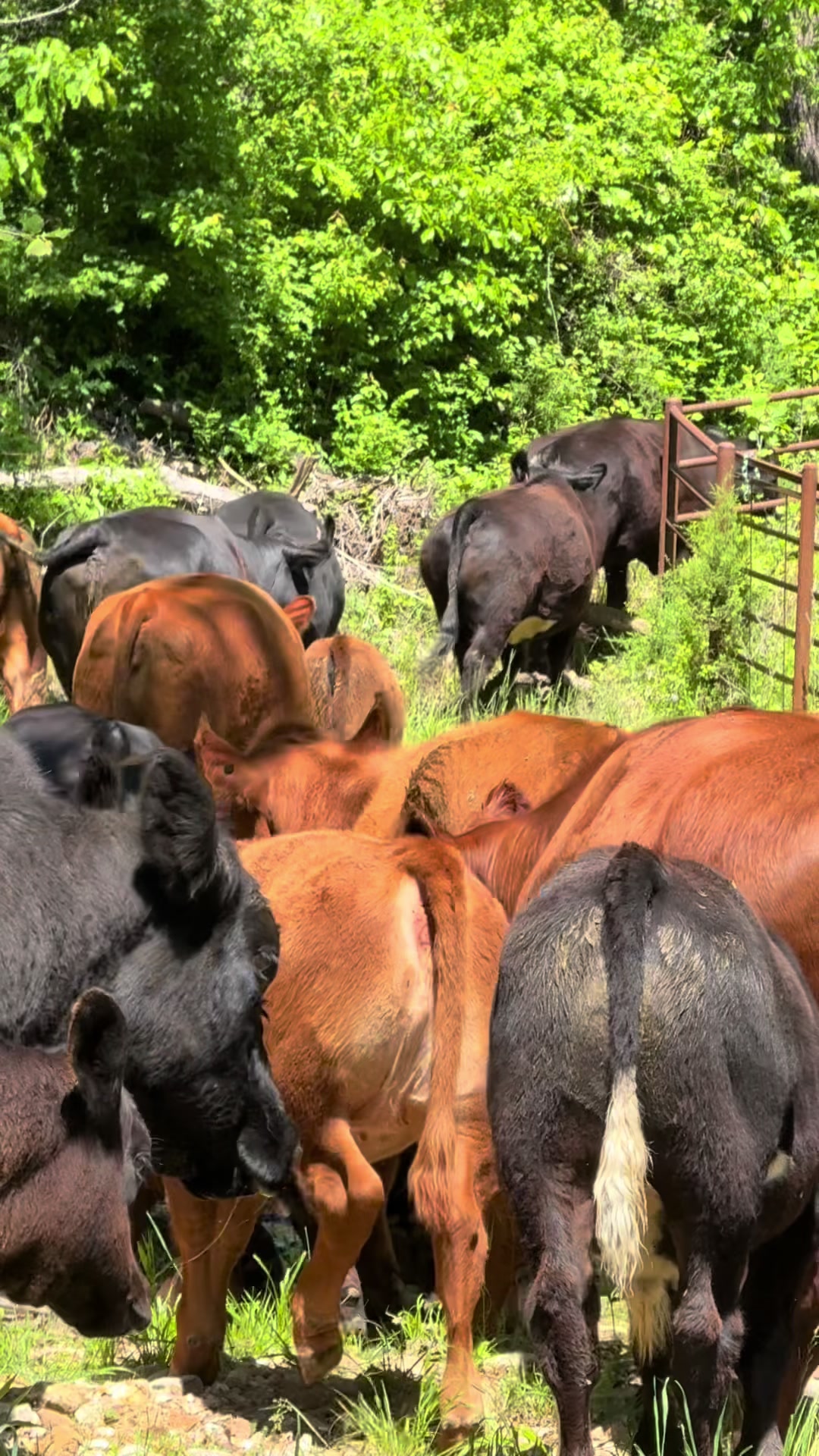 @Massey Land & Cattle