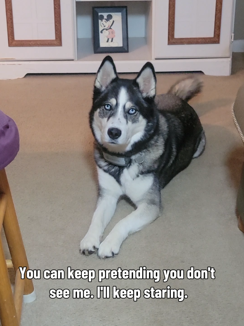 @the Hussey Husky