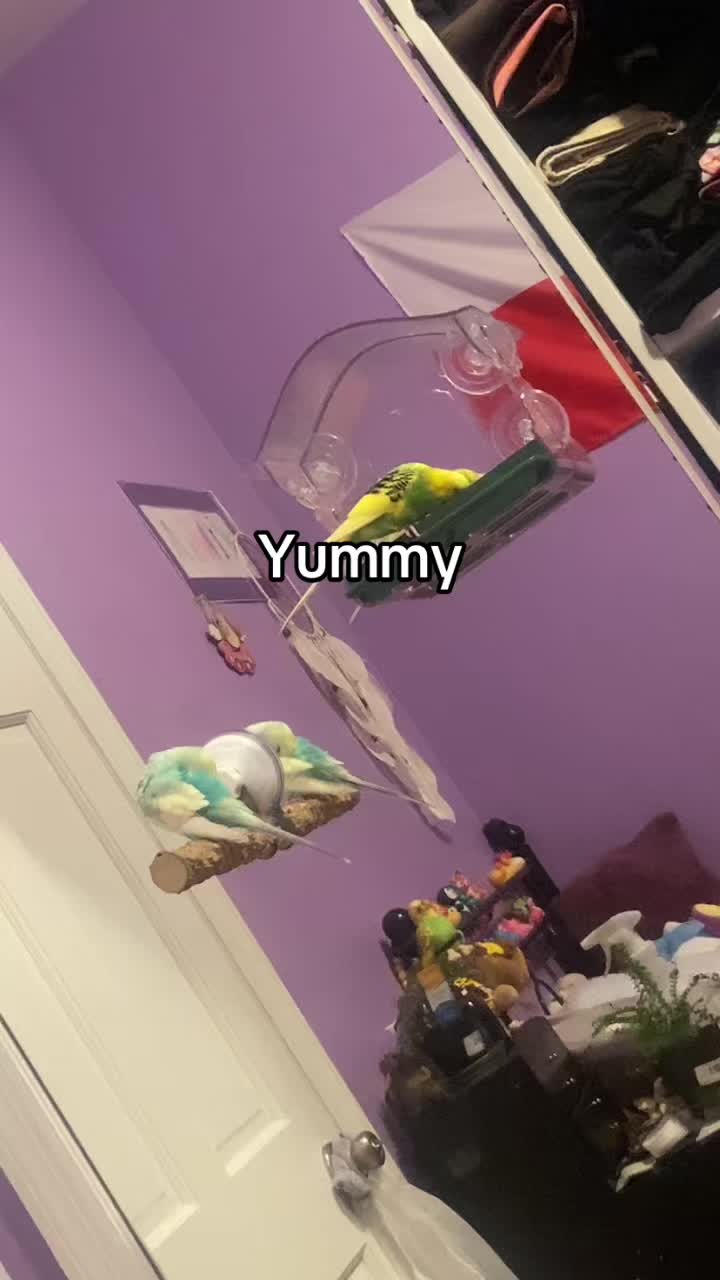 @Kiwi and Gizmo