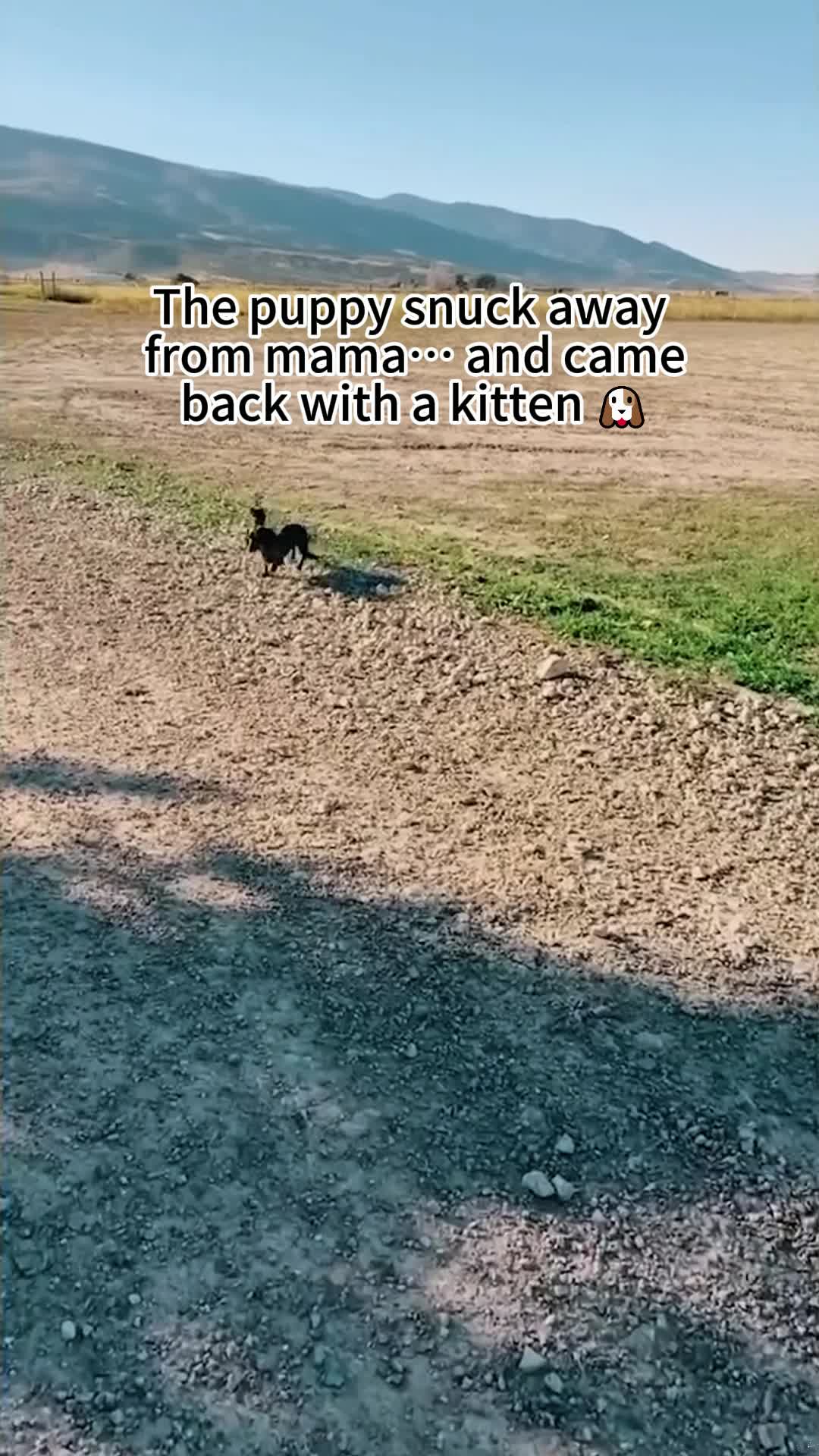 @pet_fnnytimes666