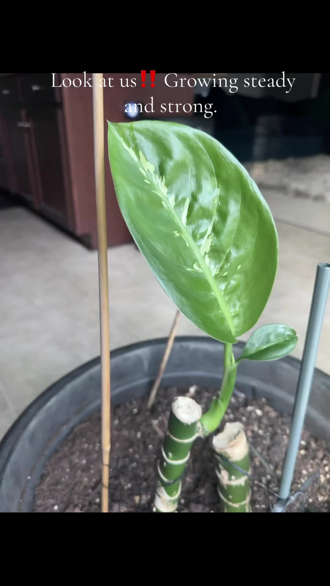 @MoePlantDad