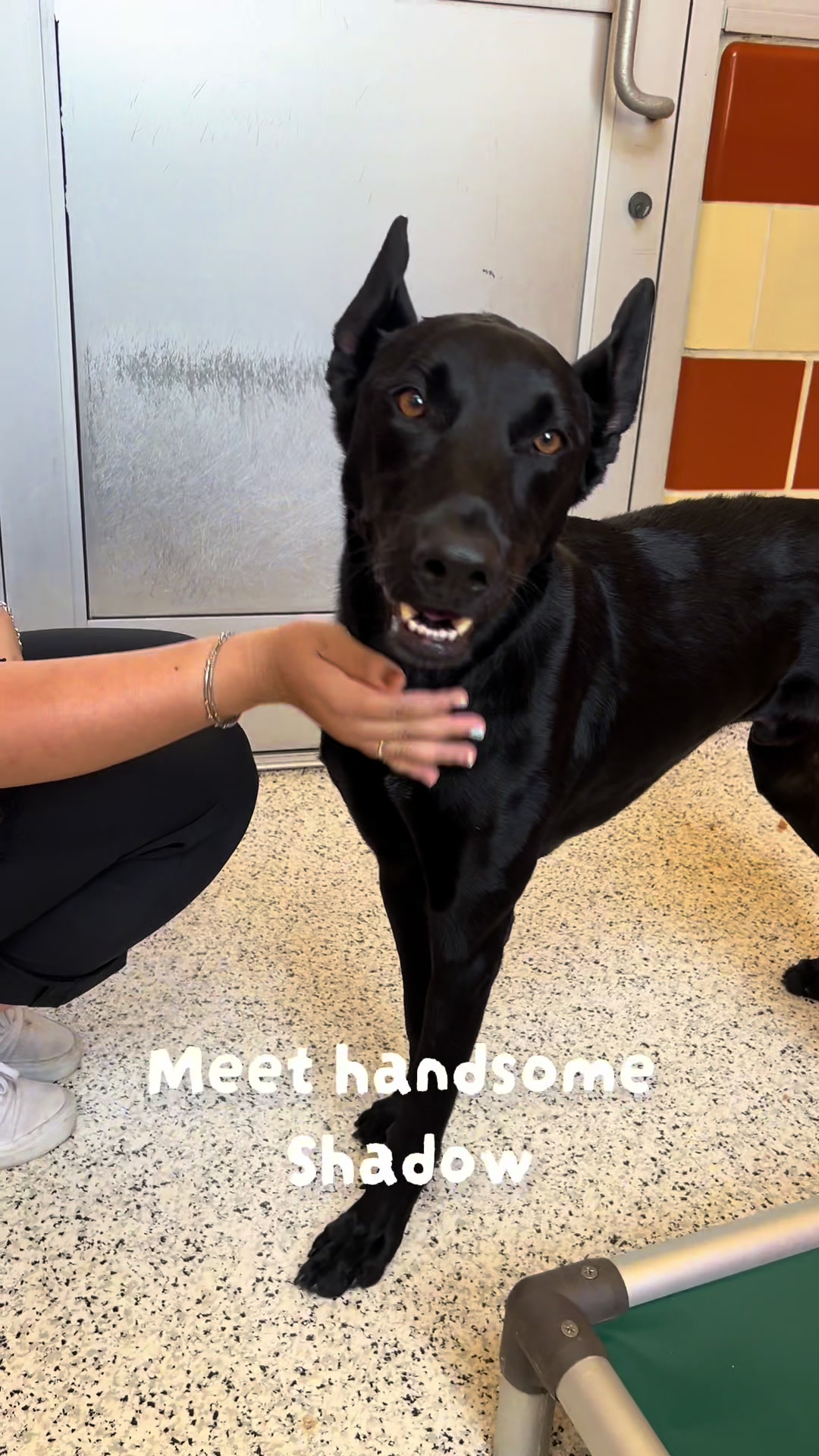 @San Antonio Humane Society