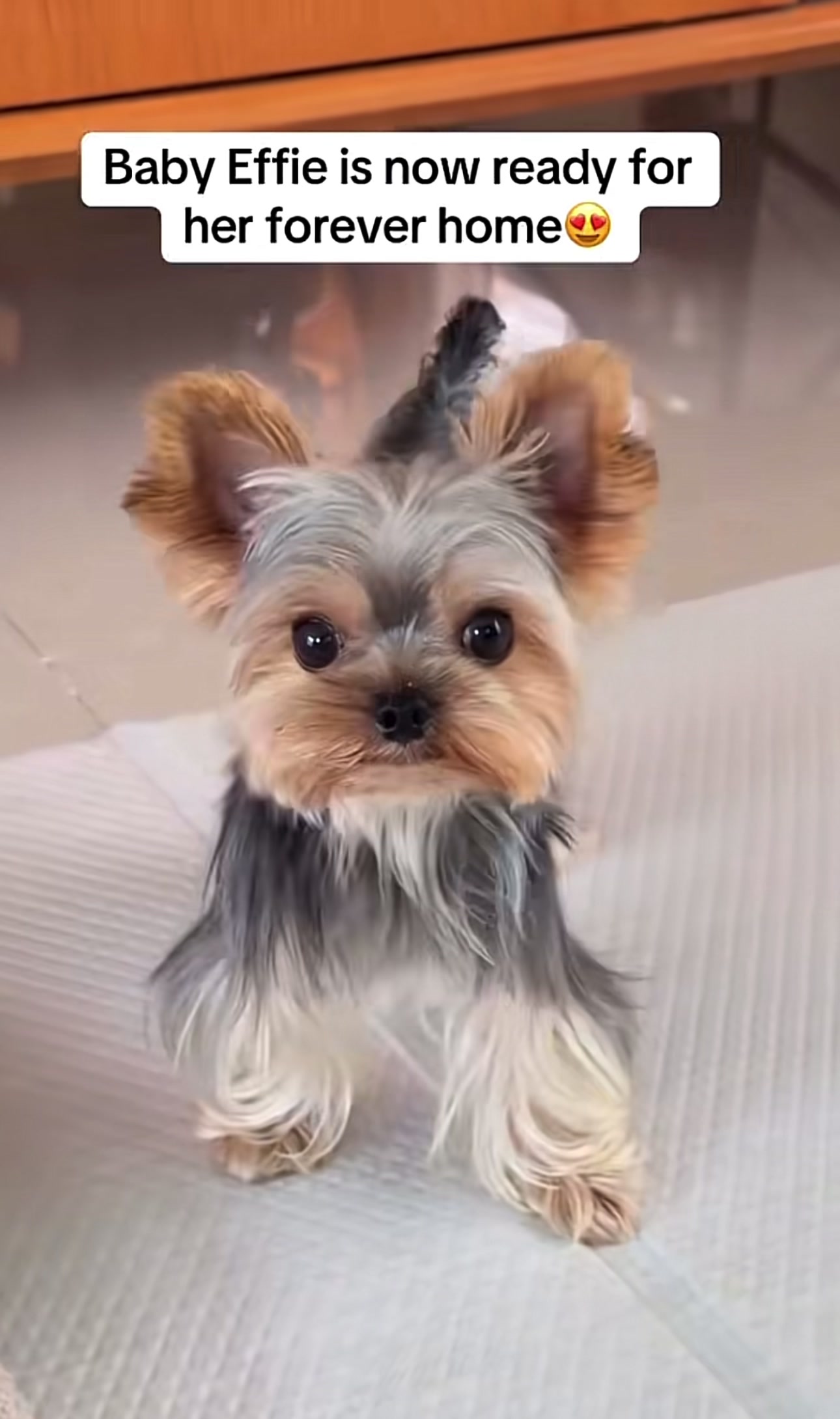 @Yorkies puppies for Adoption