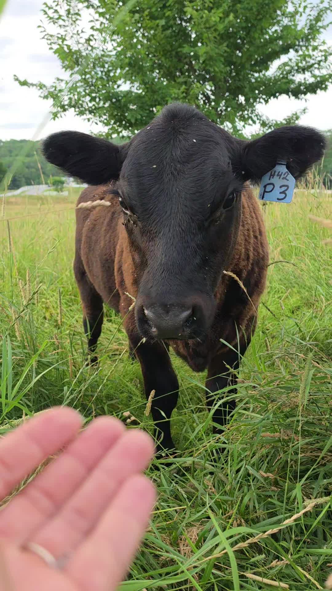 @Grit&Grace:Farmyard.diaries